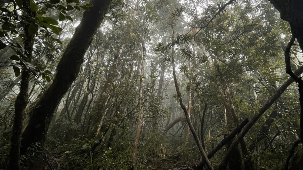Gunung Hutan